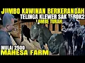 Lagu MURAH JUMBO KAWINAN...!!! KAMBING PE KALIGESING LUWES BERKERANDAH DI MAHESA FARM