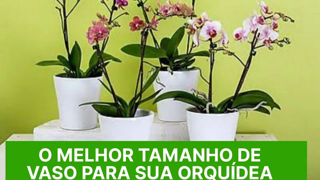 O MELHOR TAMANHO DE VASO PARA SUA ORQUÍDEA!