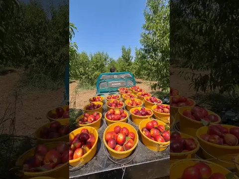 🍑 Nektarin Hasadındayız! #tarım #hasat #meyve #nektarin #meyve #fruit