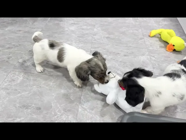 動画