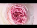 Divine Feminine Activation Meditation for Receiving & Flow • 528 Hz