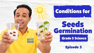 Conditions for Seeds Germination l Grade 5 Science l Episode 3
