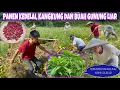 Download Lagu TERNYATA KANGKUNG MAKIN SUBUR, LANJUTKAN KEGIATAN PANEN DAN MEMBERSIHKAN KEBUN DI DESA CHINA