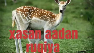 Xasan Aadan Ruqiya 