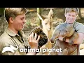 Robert Irwin s CUTEST Moments with Cute Animals Crikey It s The Irwins Animal Planet