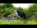 Download Lagu SUARA PIKAT RUAK RUAK TUNGGAL AMPUH SUARA JERNIH