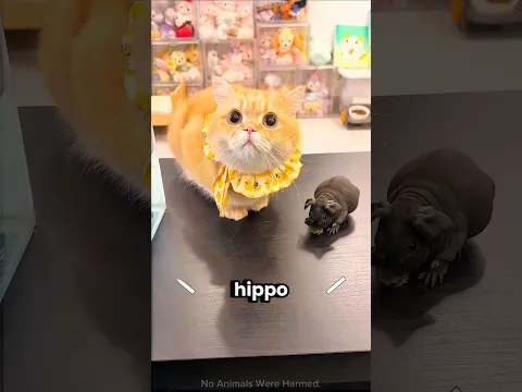 The Cat Wanted a Baby Hippo... Then This Happened! 😂