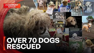 Over 70 dogs given new lives after rescue from single home | A Current Affair