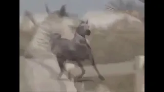 أغنية الجبل  الخوف لا يعرفنا ولا إحنا نعرفه    من أجمل ما غنى الفنان علي الحجار دندنها