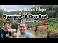 Download Lagu Ngangon Sapi Di Halaman Rumah Ya Gak Capek \u0026 Sangat Nyaman 