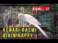 Lagu Riview Kenari Rasmi Yang Jadi Buruan Kenari Mania Indonesia