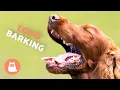Download Lagu Dogs BARKING LOUD Compilation 🐶🔊 (See How Your DOG REACTS)