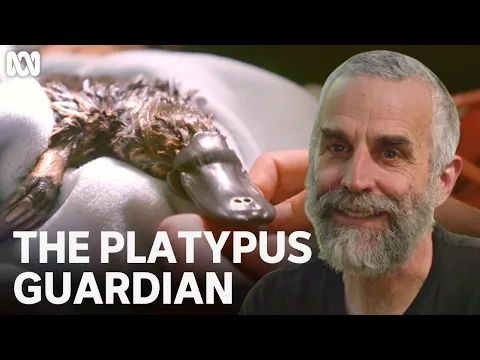 Rescuing the Hobart Rivulet platypus | The Platypus Guardian | ABC TV + iview
