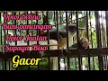 Download Lagu suara opior Betina buat pancingan opior jantan