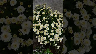 Розцвіли хризантеми в саду 