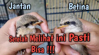 membedakan jantan betina anakan burung cendet mudah dan akurat 