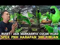 Lagu SULTAN MAH BEBAS CAK IJO GACOR DIJUAL 250 RIBU ||  HAMPIR SATU HUTAN ADA DI KIOS INI PB PRAMUKA 