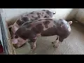 HOW TO MAKE PIGS GROW FAST |