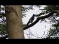 Download Lagu クロカッコウハヤブサ (Black Baza)