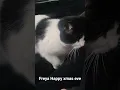 Lagu Freya Happy XmasEve #cat #cowcats #catlife #rescuecats #meow #kittyantics #pets #catplay #purr #pet