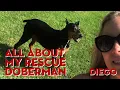 All About My Rescue Doberman