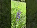 Lagu Veldsalie (Salvia pratensis) in bloei!  |  NL Bloeit! ~ Planten van hier