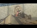 Download Lagu Dierentuin Artis Amsterdam (90):  Etenstijd voor leeuwen Dembe, Kianga en Kacela