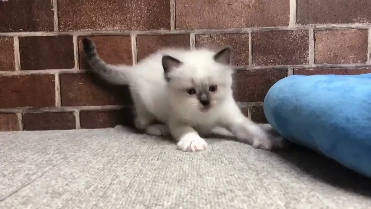 動画
