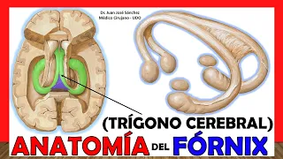 🥇 Anatomía del FÓRNIX (Trígono Cerebral). ¡Explicación Sencilla!