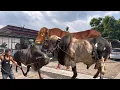 Download Lagu 3 SAPI RAKSASA DI KANDANG MEWAH 2G2S FARM KEREN ABIS GAESS‼️🔥🔥🔥