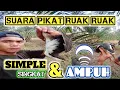 Download Lagu Suara ruak ruak pikat pasti datang//Suara pikat ruak ruak singkat dan ampuh (Bird trap)