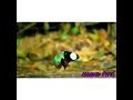 Download Lagu Burung Hooded Pitta