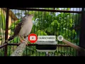 Download Lagu SUARA ANAKAN CIBLEK  NGERIWIK Belajar Bunyi, PANCINGAN ANAK CIBLEK