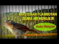 Download Lagu Flamboyan Gacor Full Ngebren + Suara Air Mengalir  Bagus tuk Terapi  Dan Masteran terbaru