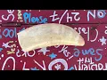 Discovery How I Found a Real Whale Tooth in Ohio