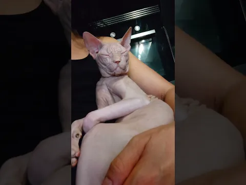Mommy's Boy 🐻‍❄️🤍 Sphynx Cat Morris #cat #cute #shortvideo