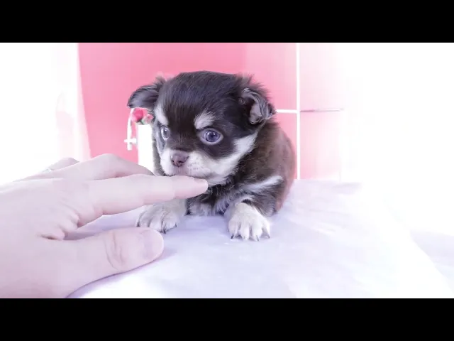 動画