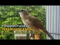 Download Lagu Trucuk BETINA memanggil Jantan Suara Birahi Ngecuplik 100% pancingan trucukan gacor agar BUNYI EMOSI