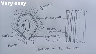 How to draw cell wall step by step Very easy