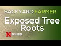 Exposed Tree Roots
