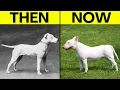 Discover How 100 Years Altered These Dog Breeds