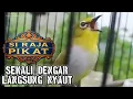 Download Lagu Pleci buxtoni Super gacor 🔥SUPER NGALAS Buka paruh🔥💯% Menaikan EMOSI LAWAN.
