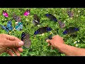 Download Lagu Hunting butterflies, catching butterflies with bare hands to admire, Hunting beautiful butterflies.