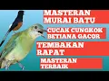Lagu MASTERAN MURAI BATU CUCAK CUNGKOK BETINA GACOR // tembakan rapat // masteran terbaik