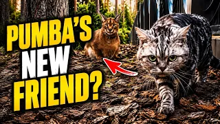 PUMBA’S NEW FRIEND?