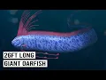 Download Lagu Searching For The Elusive Doomsday Fish