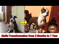 Pitbull Puppy Transformation from 2 Months to 1 Year Puppy to Dog