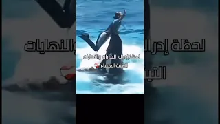 كيف اكلت اوركا جيسيكا قصة جيسيكا والحوت اكسبلور 