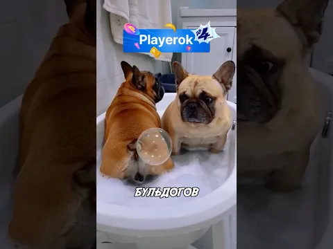 ПОДСТАВА ОТ ДРУГА 😂💩🔥 #tiktok #рек #юмор #shorts #топ