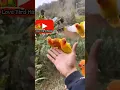 free fly burung lovebird di alam bebas - luar biasaaa!!!